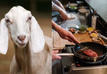 Directeur de zoo, il abat quatre de ses chèvres pour les servir à un banquet