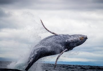 La Rance La baleine à bosse a enfin trouvé la sortie pour repasser le barrage vers la mer
