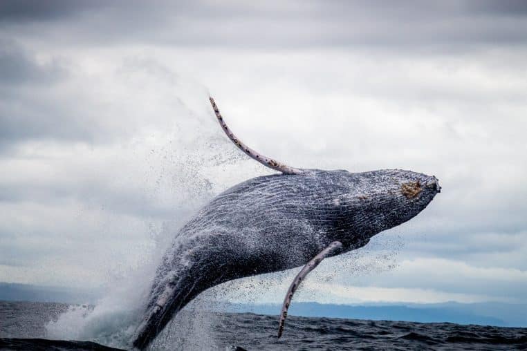 La Rance La baleine à bosse a enfin trouvé la sortie pour repasser le barrage vers la mer