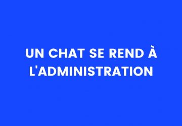 Un chat se rend à l'administration