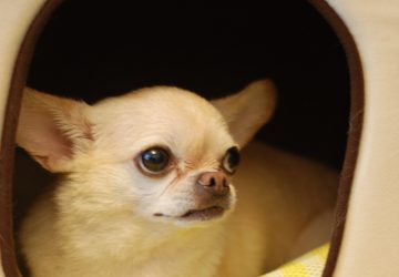 Tik Tok elle filme son chihuahua agonisant dans le sèche-linge tournant à pleine vitesse