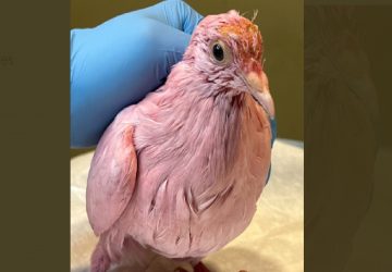 Un pigeon rose retrouvé à New York suscite l'indignation des associations de protection animale