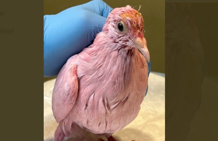 Un pigeon rose retrouvé à New York suscite l'indignation des associations de protection animale
