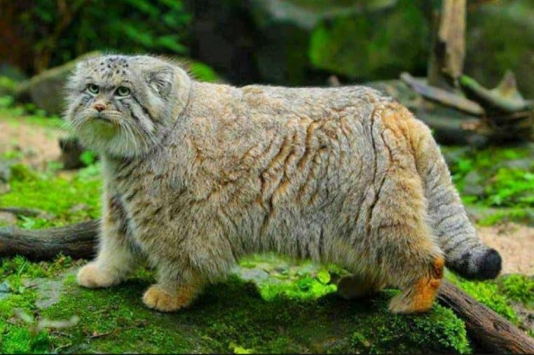 chat pallas monde animaux népal everest