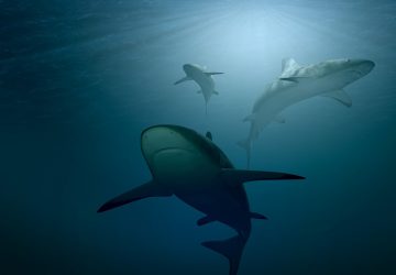 requin attaque mortelle décapité Mexique