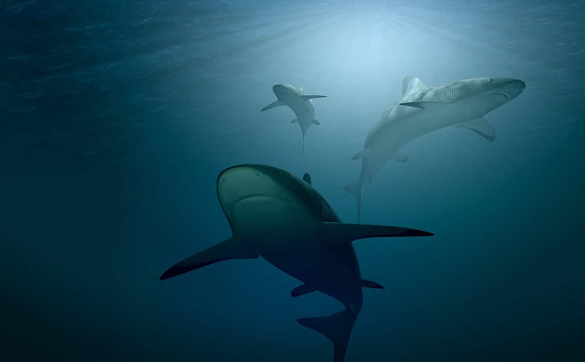 requin attaque mortelle décapité Mexique