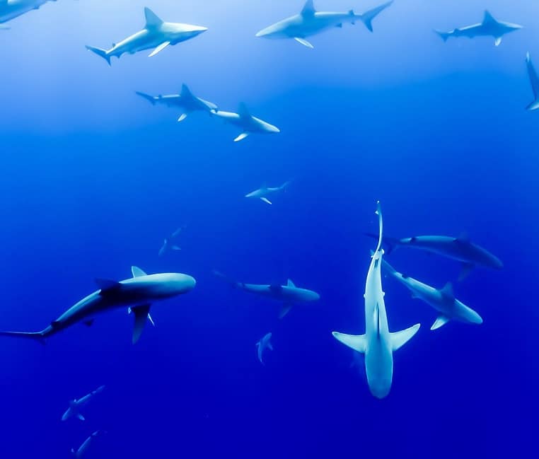 requin attaque mortelle décapité Mexique