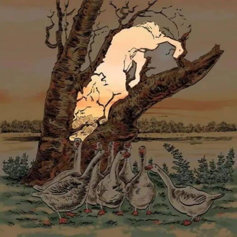 Solution de l'énigme des oies