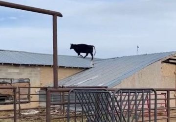 vache-toit