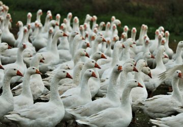 grippe aviaire