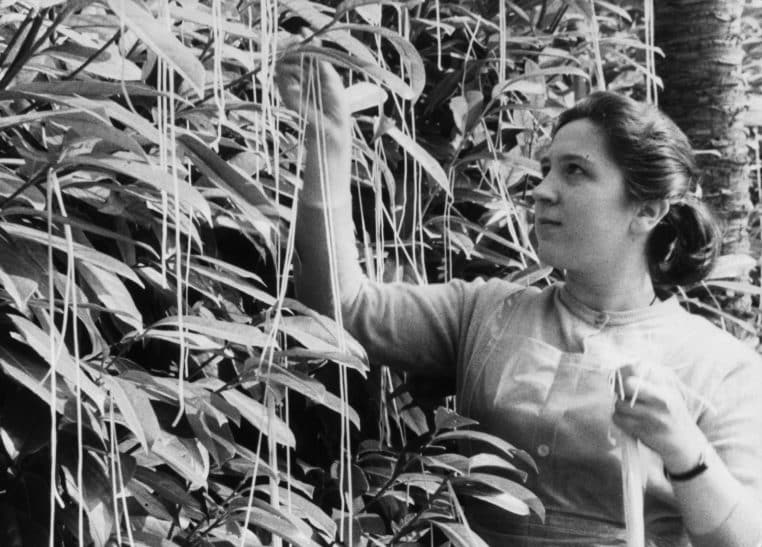 poisson d'avril blague humour histoire arbre à spaghetti information