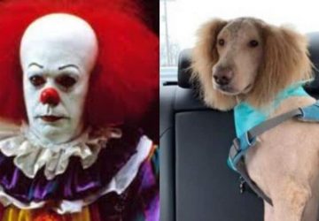 chien ça