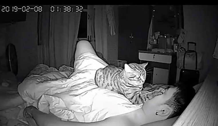 chat nuit sommeil santé