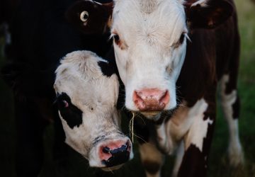 Pour des raisons de sécurité, le Salon de l'Agriculture ferme ses portes