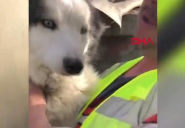 Séisme en Turquie : un chien miraculeusement retrouvé vivant après 22 jours dans les décombres