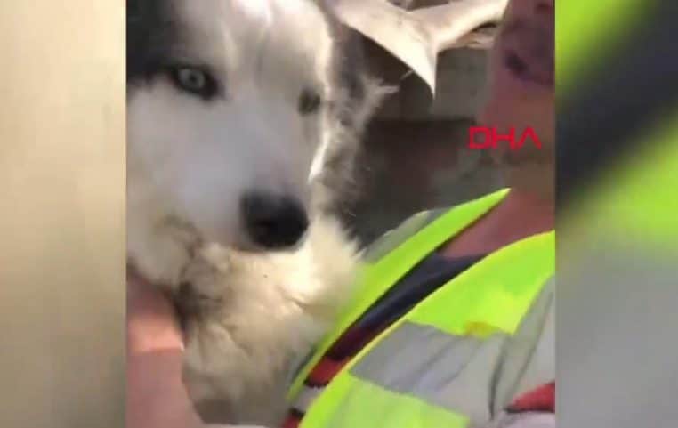 Séisme en Turquie : un chien miraculeusement retrouvé vivant après 22 jours dans les décombres