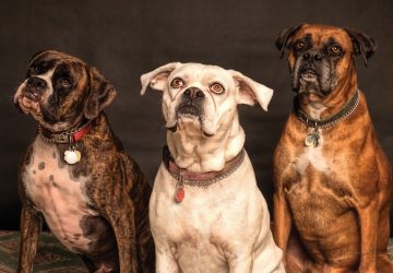 Tragique journée pour les participants du Championnat de France de Canicross quatre chiens empoisonnés