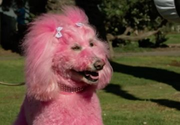 chien teint