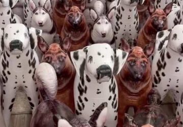 enigme chiens