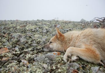 Tchernobyl : les chiens errants ont subi une mutation