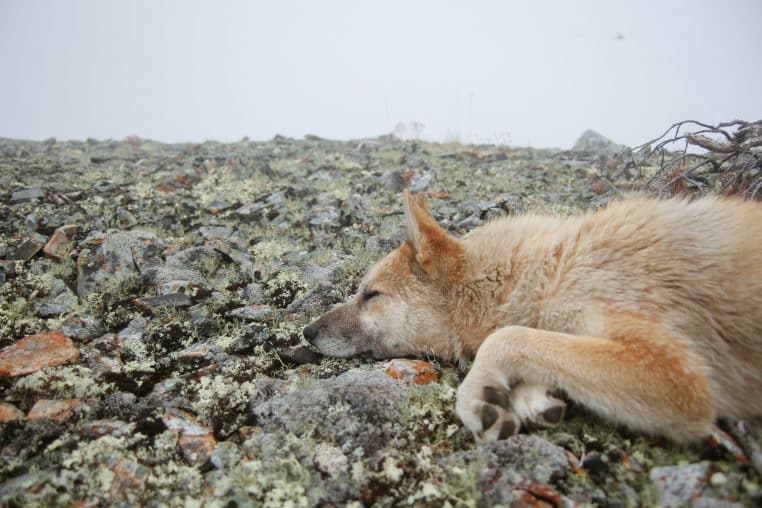 Tchernobyl : les chiens errants ont subi une mutation