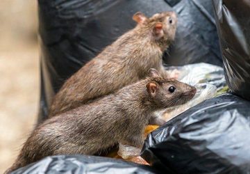 rat