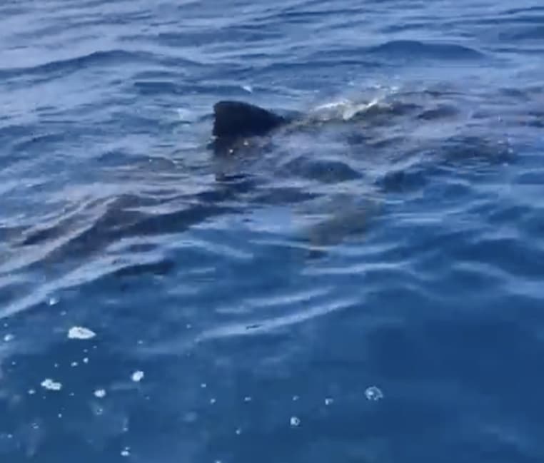 rencontre squales requins grande-gueule