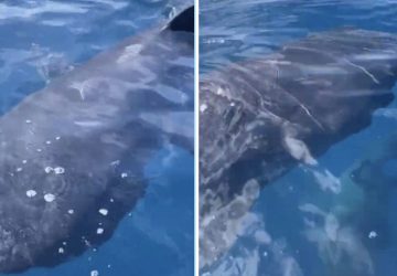 requin