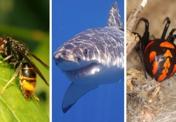 animal insecte france dangereux pays morsure danger piqure animaux