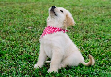 Après avoir dépensé près de 4 000 euros pour un chiot Golden Retriever, ils découvrent l'impensable