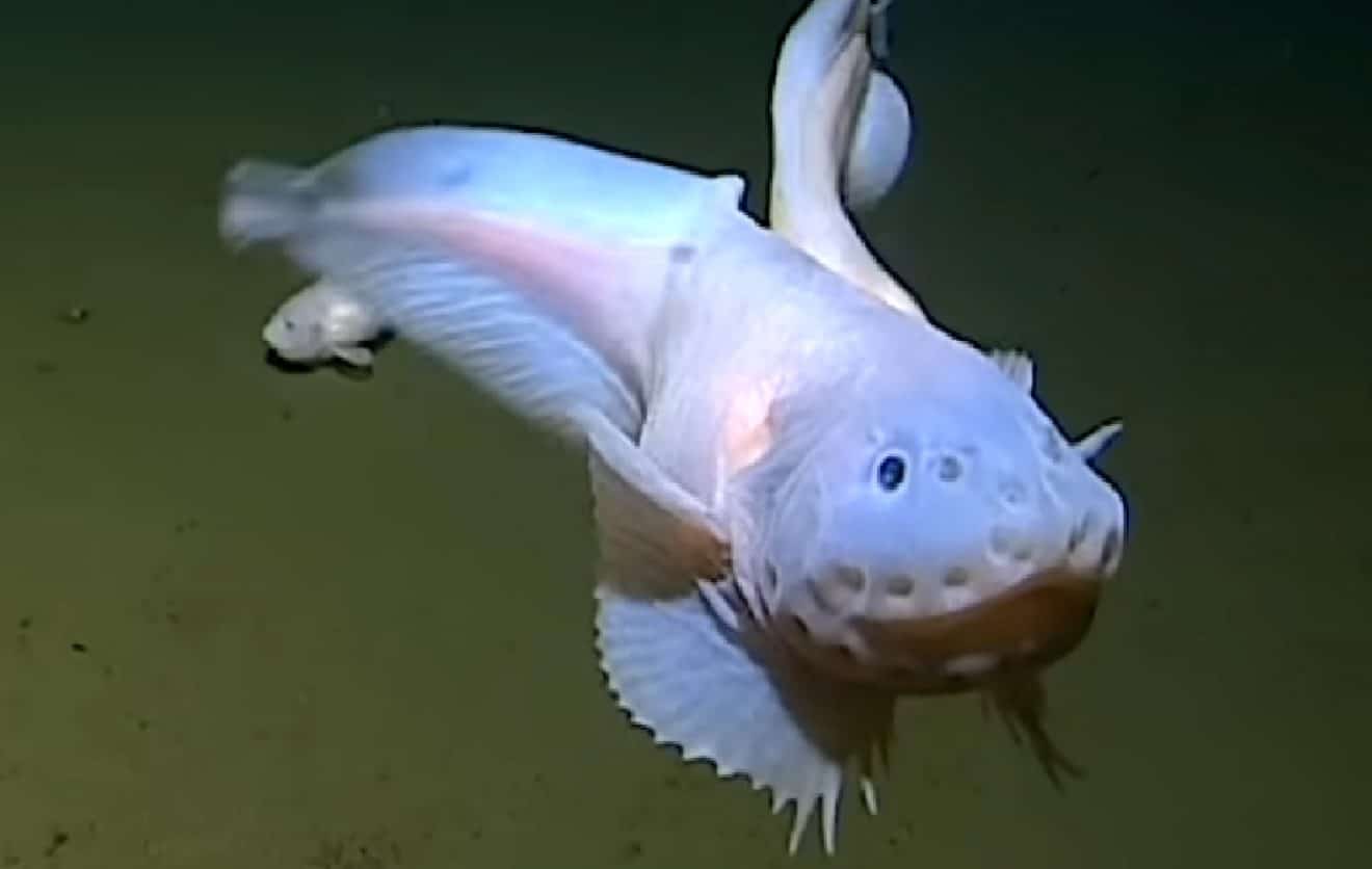 Au large du Japon, un poisson a été vu pour la première fois à une profondeur record de plus de 8300 mètres