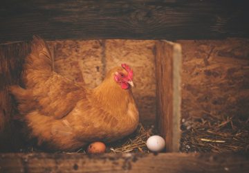 D'après L'ARS, il est préférable de ne pas manger les œufs frais des poules domestiques