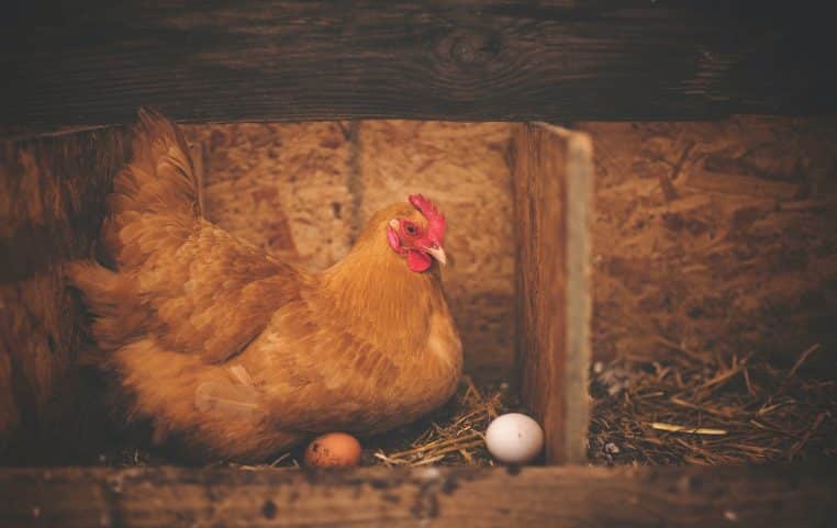 D'après L'ARS, il est préférable de ne pas manger les œufs frais des poules domestiques