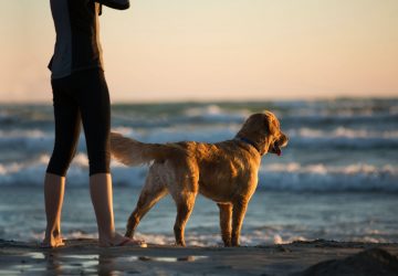 En essayant de sauver un chiot, un homme se noie dans les eaux des Bouches-du-Rhône