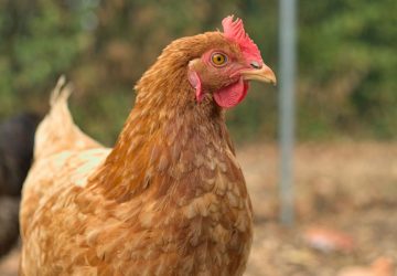 Grippe aviaire