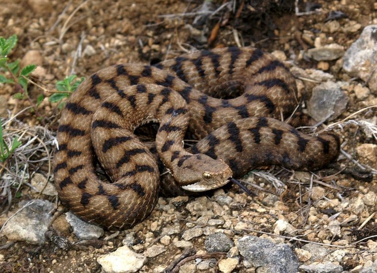 vipère animal insecte france dangereux pays morsure danger piqure
