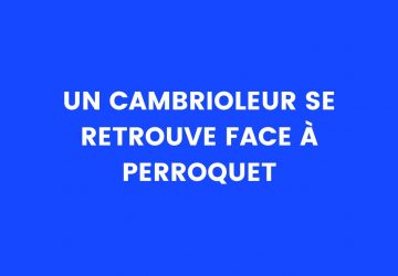 Blague du jour : un cambrioleur se retrouve face à perroquet
