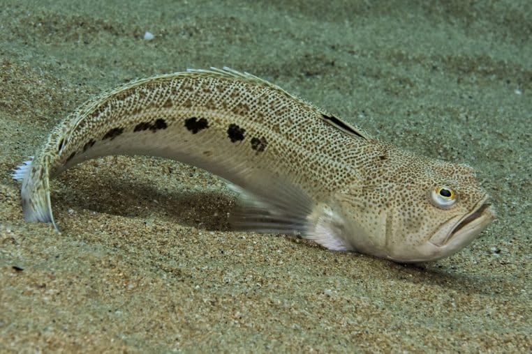 vive poisson animal insecte france dangereux pays morsure danger piqure animaux