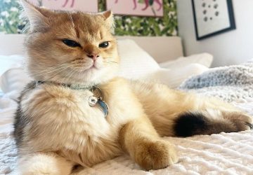 chat netflix