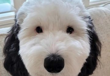chien ressemble snoopy