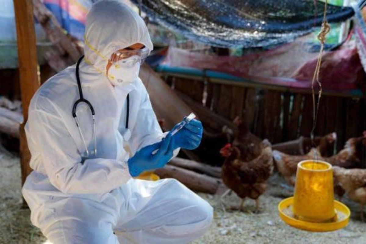 grippe aviaire H3N8 (2)
