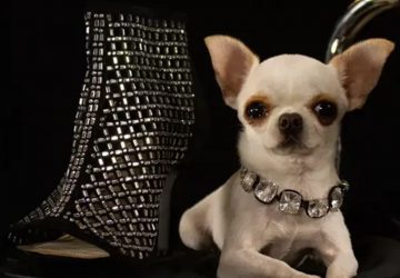 plus petit chien du monde record chihuahua
