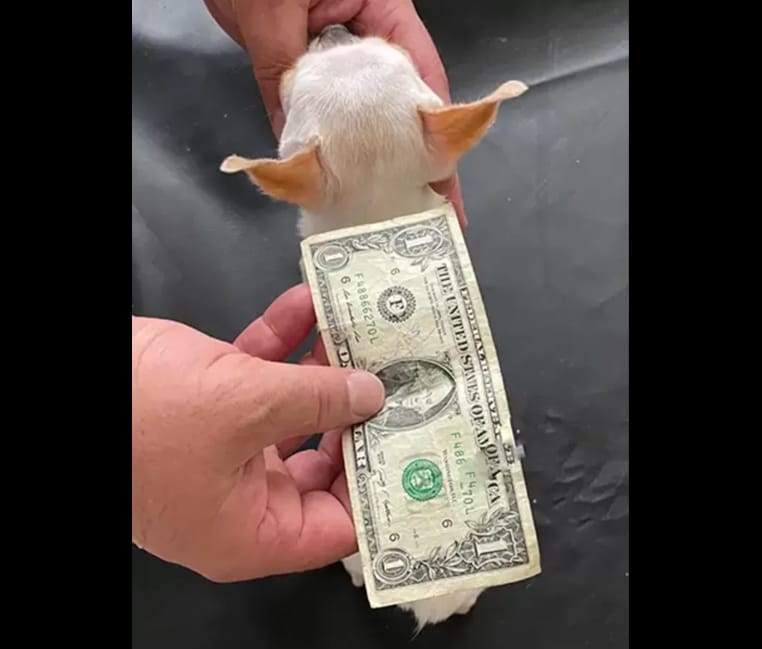 plus petit chien du monde record chihuahua