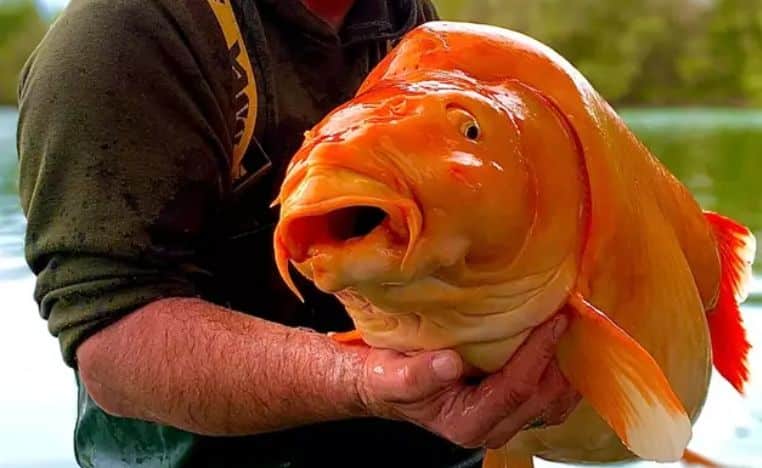 poisson rouge pêcheur carpe