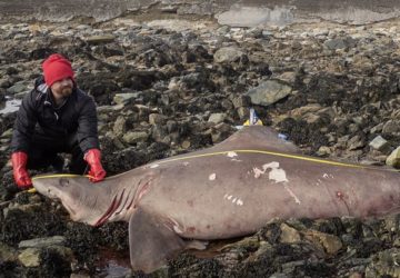 requin