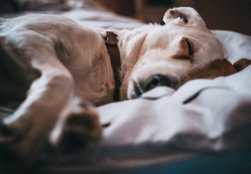 Alors qu'il est très malade, et au lieu de le soigner, elle a choisi d'abandonner son chien