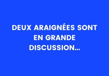 blague humour animaux araignées