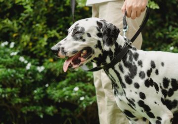 Il pend son chien avec sa laisse, en le jetant de son balcon