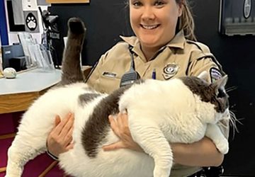 le plus gros chat du monde
