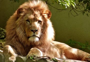 Propriétaire d'un centre animalier privé, il se fait dévorer par les lions alors qu'il partait leur donner à manger